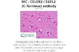 Image no. 2 for anti-Cadherin EGF LAG Seven Pass G-Type Receptor 2 (CELSR2) (C-Term) antibody (ABIN1732969) (CELSR2 anticorps  (C-Term))