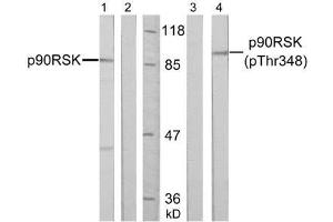 Western blot analysis of extract from HeLa cells, untreated or treated with PMA (200nM, 30min), using p90RSK (Ab-348) antibody (E021135, Lane 1 and 2) and p90RSK (phospho-Thr348) antibody (E011105, Lane 3 and 4). (RPS6KA3 anticorps  (pThr348))