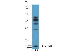 HT1080 lysates probed with Anti-Ubiquitin D Polyclonal Antibody  at 1:5000 90min in 37˚C. (UBD anticorps  (AA 55-165))