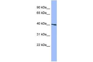 WB Suggested Anti-SGK1  Antibody Titration: 0. (SGK1 anticorps  (N-Term))