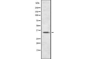 Western blot analysis of TAS2R44 using HepG2 whole cell lysates