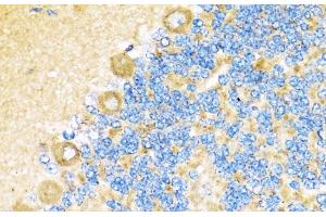 Immunohistochemistry of paraffin-embedded Rat cerebellum using COX6A1 Polyclonal Antibody at dilution of 1:100 (40x lens).