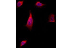 ABIN6262920 and ABIN6277730 staining Hela by IF/ICC. (LATS1,2 (Internal Region) anticorps)