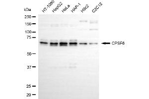 anti-Cleavage and Polyadenylation Specific Factor 6, 68kDa (CPSF6) antibody
