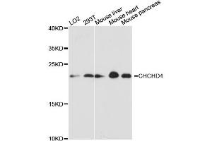 Western blot analysis of extracts of various cell lines, using CHCHD4 antibody (ABIN6292388) at 1:3000 dilution.