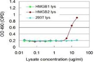 HMGB2 293T overexpression lysate (non-denatured) was used as an analyte. (HMGB2 (Humain) Matched Antibody Pair)