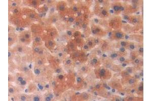 Detection of PGP in Mouse Liver Tissue using Polyclonal Antibody to Phosphoglycolate Phosphatase (PGP) (PGP anticorps  (AA 81-321))