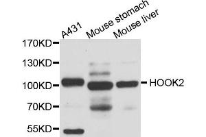 Western blot analysis of extract of various cells, using HOOK2 antibody. (HOOK2 anticorps)