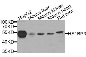 Western blot analysis of extracts of various cell lines, using HS1BP3 antibody. (HS1BP3 anticorps)
