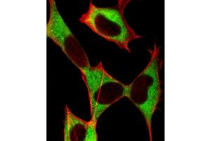 Immunofluorescent analysis of 4 % paraformaldehyde-fixed, 0.