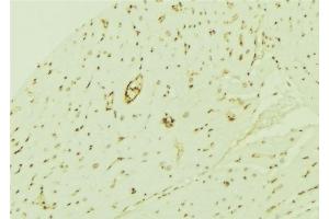 ABIN6276740 at 1/100 staining Mouse brain tissue by IHC-P. (THRB anticorps  (Internal Region))