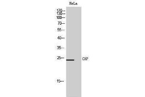 Western Blotting (WB) image for anti-Calcium Binding Protein P22 (CHP) (Internal Region) antibody (ABIN3174393) (CHP anticorps  (Internal Region))