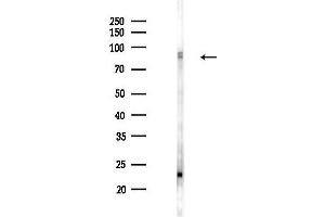Western blot analysis of lysates from Mouse lung, using Phospho-Cortactin (Tyr421) Antibody at 1/1000 dilution.