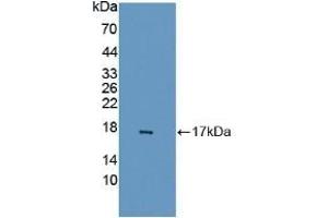 Detection of Recombinant GABARAPL2, Human using Polyclonal Antibody to GABA-A Receptor Associated Protein Like Protein 2 (GABARAPL2) (GABARAPL2 anticorps  (AA 1-117))