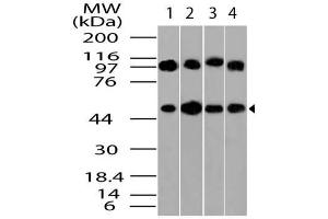 Image no. 1 for anti-Tubulin, beta (TUBB) (AA 200-444) antibody (ABIN5027611) (TUBB anticorps  (AA 200-444))