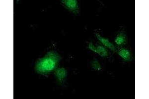 Anti-SDS mouse monoclonal antibody (ABIN2455350) immunofluorescent staining of COS7 cells transiently transfected by pCMV6-ENTRY SDS (RC217814). (serine Dehydratase anticorps)