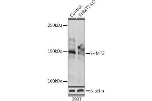 Western blot analysis of extracts from normal (control) and EHMT2 Rabbit pAb knockout (KO) 293T cells, using EHMT2 Rabbit pAb antibody (ABIN3021840, ABIN3021841, ABIN3021842 and ABIN6216110) at 1:1000 dilution.