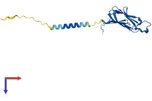 AlphaFold protein structure predicition of Mouse Recombinant Tnfsf18 Protein, UniprotID Q7TS55