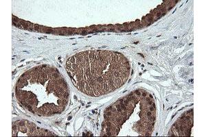 Image no. 4 for anti-OTU Domain, Ubiquitin Aldehyde Binding 1 (OTUB1) antibody (ABIN1499933)