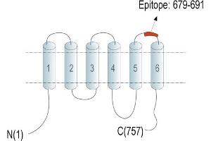 anti-Transmembrane Channel-Like 1 (TMC1) (Extracellular), (Loop 3) antibody