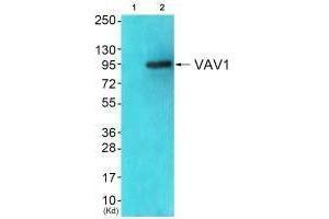 Western blot analysis of extracts from JK cells (Lane 2), using VAV1 (Ab-174) antiobdy. (VAV1 anticorps  (Tyr174))