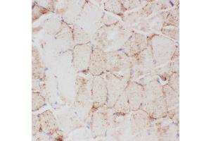 Anti-GLUT4 Picoband antibody,  IHC(P): Mouse Skeletal Muscle Tissue
