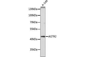 Western blot analysis of extracts of A-549 cells, using  antibody (ABIN7265597) at 1:1000 dilution. (Angiotensin II Type 2 Receptor anticorps  (AA 250-350))