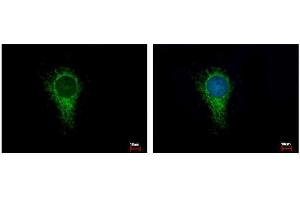ICC/IF Image IDH3A antibody detects IDH3A protein at Mitochondria by immunofluorescent analysis. (IDH3A anticorps)