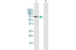 Western Blot analysis of HDAC10 expression in transfected 293T cell line by HDAC10 MaxPab polyclonal antibody. (HDAC10 anticorps  (AA 1-669))