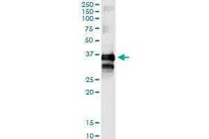 Immunoprecipitation of TTC1 transfected lysate using anti-TTC1 MaxPab rabbit polyclonal antibody and Protein A Magnetic Bead , and immunoblotted with TTC1 purified MaxPab mouse polyclonal antibody (B01P) . (TTC1 anticorps  (AA 1-292))