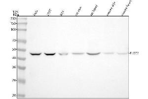 Western blot analysis of FLOT2 using anti-FLOT2 antibody (ABIN7604863).