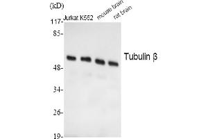 Western Blot analysis of Jurkat (1), K562 (2), mouse brain (3), rat brain (4), diluted at 1:2000. (TUBB anticorps  (AA 370-450))