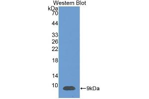 Detection of Recombinant SDF1, Human using Polyclonal Antibody to Stromal Cell Derived Factor 1 (SDF1) (CXCL12 anticorps  (AA 23-89))