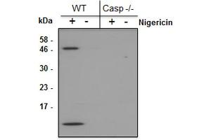 Mouse Caspase-1 (p10) is detected by immunoblotting using anti-Caspase-1 (p10) (mouse), mAb (Casper-2) . (Caspase 1 (p10) anticorps)