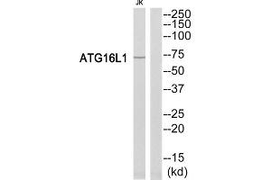 Western Blotting (WB) image for anti-ATG16 Autophagy Related 16-Like 1 (ATG16L1) (Internal Region) antibody (ABIN1850872) (ATG16L1 anticorps  (Internal Region))