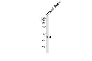 Western blot analysis of lysate from human blood plasma tissue lysate, using C1QA Antibody (Center) (ABIN1944793 and ABIN2838505).