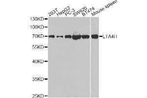 Western blot analysis of extracts of various cell lines, using LTA4H antibody. (LTA4H anticorps)