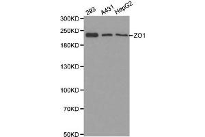 Western blot analysis of extracts of various cell lines, using ZO1 antibody. (TJP1 anticorps  (AA 1600-1700))