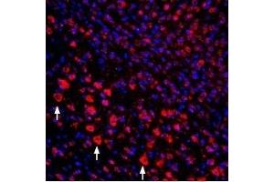 Expression of proNGF in mouse cortex - Immunohistochemical staining of perfusion-fixed mouse brain frozen sections using Guinea pig Anti-proNGF Antibody (ABIN7043555, ABIN7045386 and ABIN7045387), (1:400), followed by goat-anti-guinea pig-Cy3.