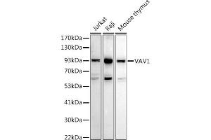 Western blot analysis of extracts of various cell lines, using V antibody (ABIN7271302) at 1:1000 dilution. (VAV1 anticorps  (AA 100-200))