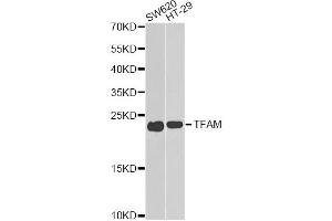 Western blot analysis of extracts of various cell lines, using TFAM antibody (ABIN6290990) at 1:1000 dilution. (TFAM anticorps)