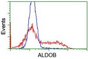 HEK293T cells transfected with either RC220062 overexpress plasmid (Red) or empty vector control plasmid (Blue) were immunostained by anti-ALDOB antibody (ABIN2454575), and then analyzed by flow cytometry. (ALDOB anticorps)