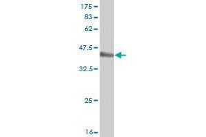 Western Blot detection against Immunogen (36.