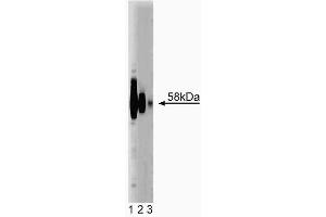 Western blot analysis of gp91[phox] on mouse macrophage lysate. (CYBB anticorps  (AA 450-556))