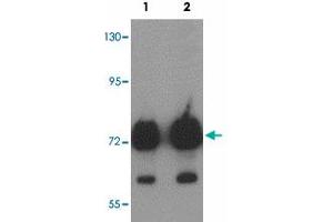 Western blot analysis of ATAD3B in human kidney tissue lysate with ATAD3B polyclonal antibody  at (1) 1 and (2) 2 ug/mL.