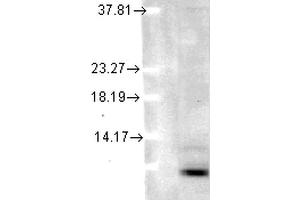 Western Blot analysis of Human cell lysates showing detection of Ubiquitin protein using Mouse Anti-Ubiquitin Monoclonal Antibody, Clone 5B9-B3 . (Ubiquitin anticorps  (PerCP))