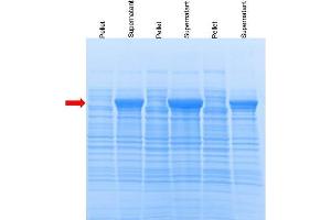 SDS-PAGE of recombinant protein D/ pGEX-2T plasmid transformed in Rosetta strain. (ProXtract B™ Extraction Buffer)