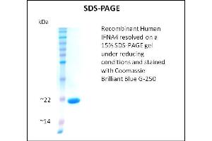 SDS-PAGE (SDS) image for Interferon, alpha 4 (IFNa4) (Active) protein (ABIN5509778) (IFNA4 Protéine)