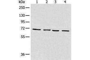 Western blot analysis of 293T cell Human heart tissue Raji and LNCAP cell lysates using MAPK4 Polyclonal Antibody at dilution of 1:550 (MAPK4 anticorps)