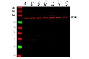 Western blot analysis of MCM7 using anti-MCM7 antibody (ABIN7601968). (MCM7 anticorps  (AA 526-719))